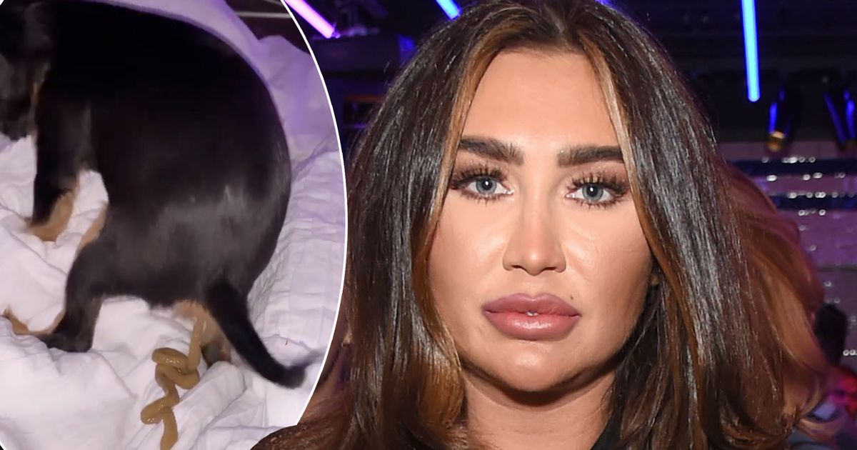 Lauren Goodger shares hilariously graphic video of new puppy taking a poo on her bed - www.ok.co.uk
