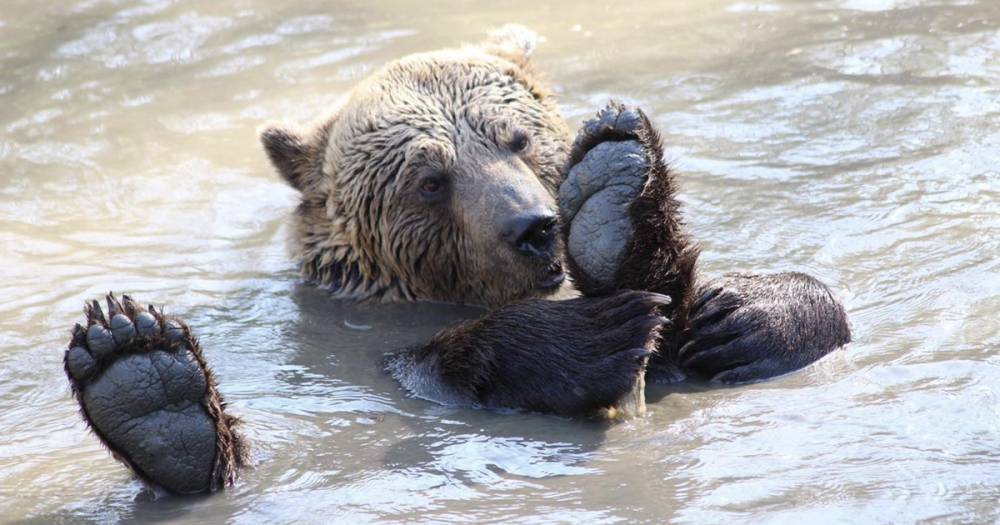 Five Sister Zoo rescue bear Henk dies following 'sudden illness' - www.dailyrecord.co.uk - Scotland - Albania