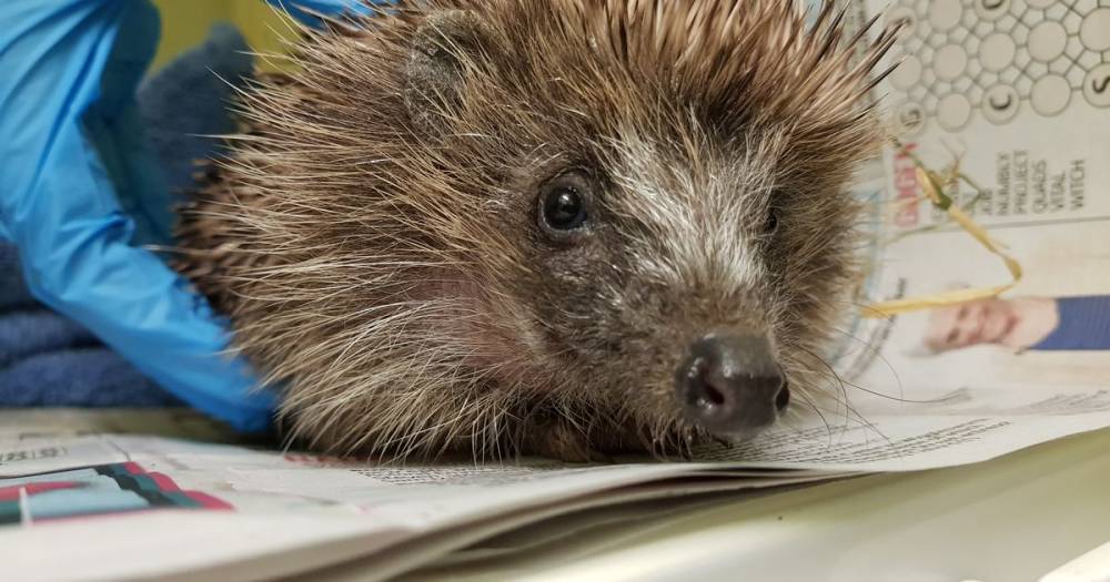 Baldy hedgehog brought back from the brink by Scots animal lovers - www.dailyrecord.co.uk - Scotland