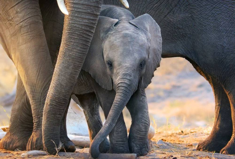 Meghan Markle Narrates New Disneynature Film ‘Elephant’ - etcanada.com