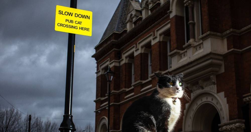 Meet Charlie - the popular pub cat whose got his very own road sign - www.manchestereveningnews.co.uk