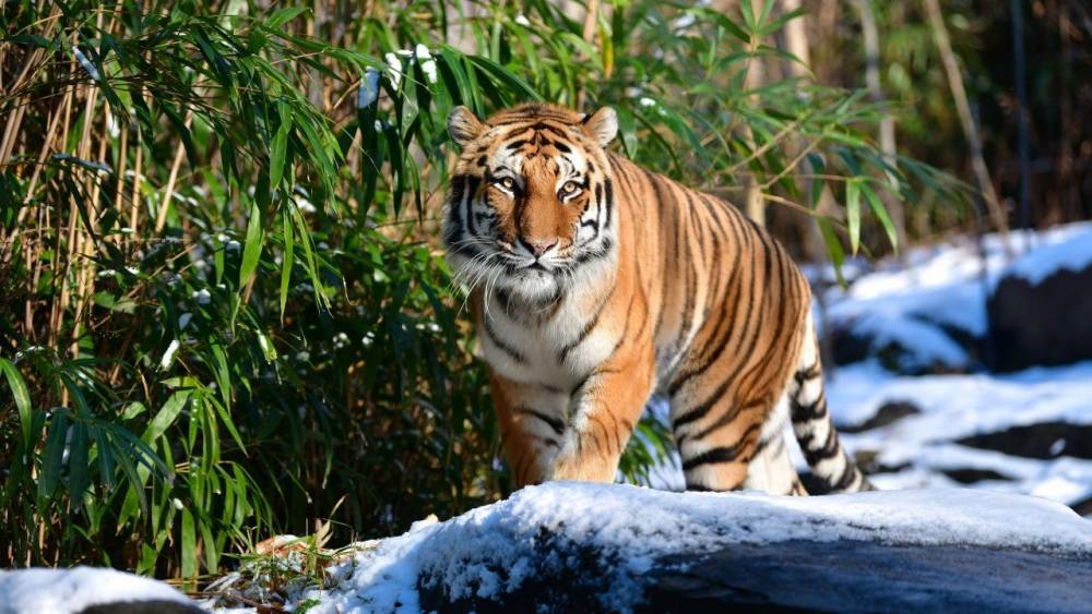 Tiger Tests Positive for Coronavirus at New York City Zoo, First Case of Its Kind in the US - www.etonline.com - USA - New York