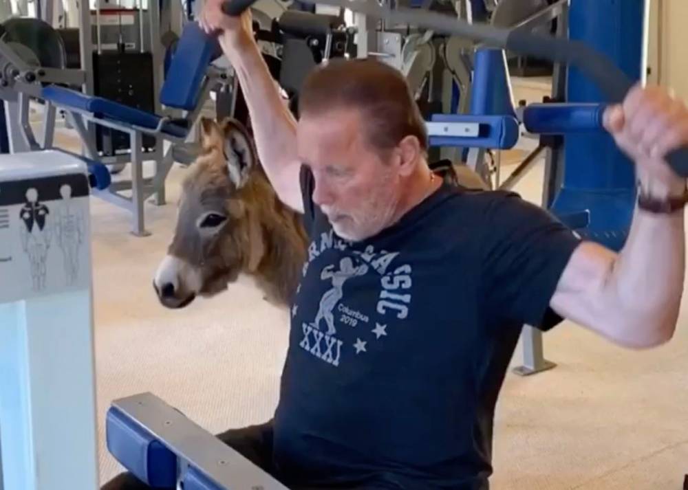 Arnold Schwarzenegger’s Donkey Lulu Is The Perfect Spotter For His Workouts - etcanada.com - California