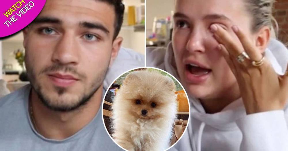 Tearful Molly-Mae Hague and Tommy Fury hit back at criticism over puppy and reveal autopsy results - www.manchestereveningnews.co.uk - Russia - Hague