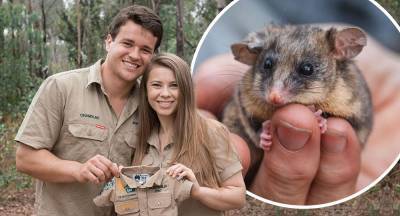 What Bindi Irwin's wildlife baby size comparisons REALLY look like - www.newidea.com.au