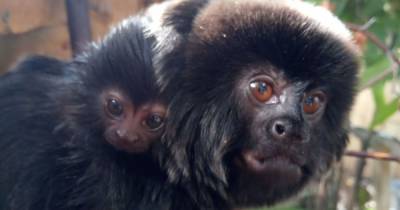 Amazonia at M&D's Theme Park welcomes baby monkey - www.dailyrecord.co.uk - Colombia - Peru - Bolivia - Ecuador