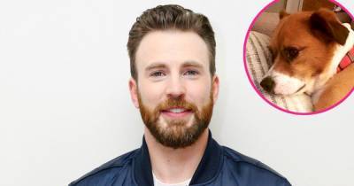 Chris Evans Adorably Cozies Up With His Pup Dodger While Shirtless in Bed - www.usmagazine.com