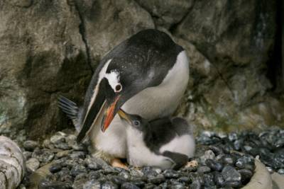 Sydney’s Gay Penguin Couple Become Dads A Second time - www.starobserver.com.au