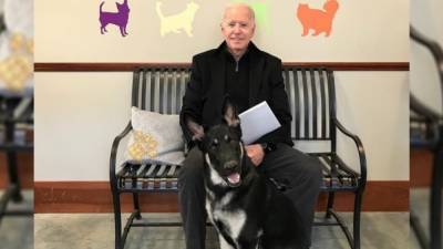 President-elect Joe Biden twisted ankle while playing with dog Major - www.foxnews.com - Germany