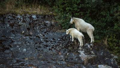 Bowhunter bags massive mountain goat in Alaska, sets new world record - www.foxnews.com - state Alaska