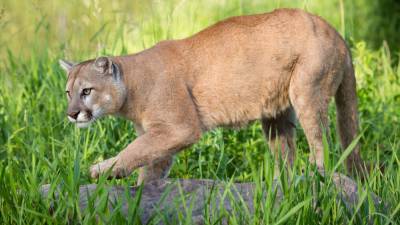 Texas man's death prompts conflicting reports on whether he was killed by mountain lion - www.foxnews.com - Texas - county Dallas - Indiana - county Hood