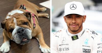 Expert warns Lewis Hamilton's dog's vegan diet is 'unethical' and will lead to 'ill health' - www.ok.co.uk - Britain