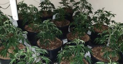 Police find haul of plants at property during drugs raid - www.manchestereveningnews.co.uk - Manchester