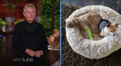 Ellen DeGeneres Reveals One Of Her Dogs Accidentally Broke Her Other Dog’s Leg - etcanada.com