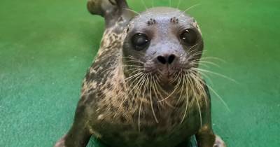 Rare Arctic seal flown to Shetland for release after turning up in Aberdeen bay - www.dailyrecord.co.uk - Britain - Scotland - city Aberdeen