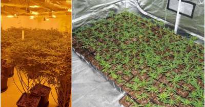 The biggest cannabis farms found in Greater Manchester and the desperate people who worked on them - www.manchestereveningnews.co.uk - Manchester