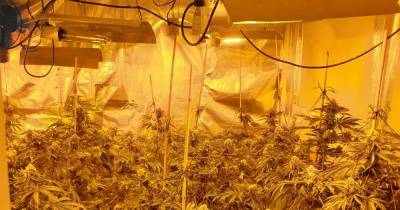 Man arrested after police discover dozens of cannabis plants hidden inside loft - www.manchestereveningnews.co.uk