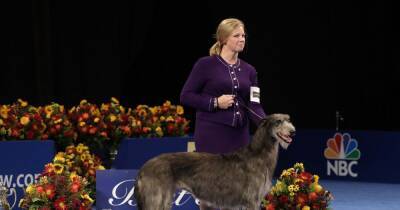 Outlander star Caitriona Balfe's delight as Scottish deerhound named after Claire wins National Dog Show - www.dailyrecord.co.uk - Scotland - USA