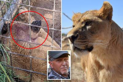 Flea-bitten, neglected ‘Tiger King’ cub Nala makes triumphant recovery - nypost.com