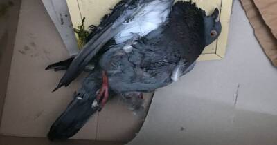 Warning after pigeon found dying in Odeon Cinema in the Trafford Centre - www.manchestereveningnews.co.uk