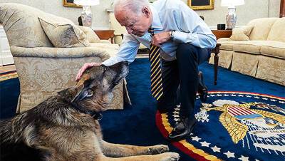President Biden Welcomes New Puppy After Champ Dies: Meet Commander - hollywoodlife.com - Germany