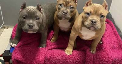 The dangerous social media trend encouraging more people to buy ear-cropped dogs - www.msn.com - USA