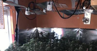 Man arrested after police discover large cannabis farm 'spread across rooms' at Salford property - www.manchestereveningnews.co.uk