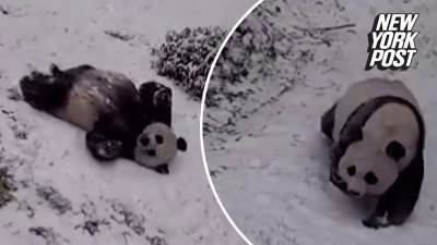 Giant pandas know how to enjoy the snow in National Zoo video - nypost.com - Washington