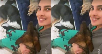 Priyanka Chopra shares a candid PIC with her pet dogs as she spends some quality time with them - www.pinkvilla.com