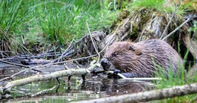 Perth is first city in the UK to have resident urban beavers - www.dailyrecord.co.uk - Britain - Scotland