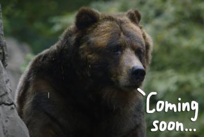 Twitter Goes WILD Over Cocaine Bear Movie -- Based On TRUE Story Of A Bear Who Ate 70 Lbs Of Cocaine! - perezhilton.com - New York - Kentucky - county Banks