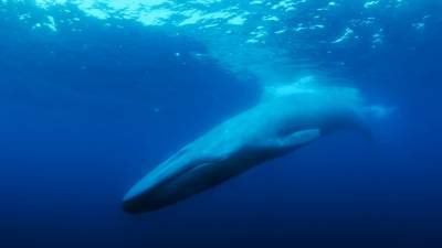 Bleecker Street Acquires Documentary ‘The Loneliest Whale: The Search For 52’ - deadline.com - USA - county Kent - city Sanderson, county Kent