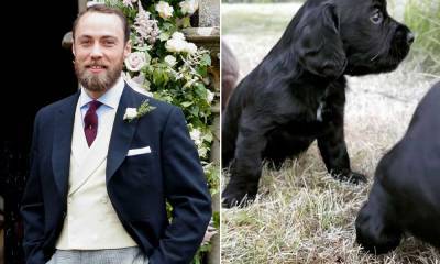 James Middleton's video of Prince William and Kate's puppy will make your day - hellomagazine.com - Britain