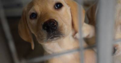 Scots animal shelters hit capacity during lockdown after surge in demand for puppies - www.dailyrecord.co.uk - Scotland