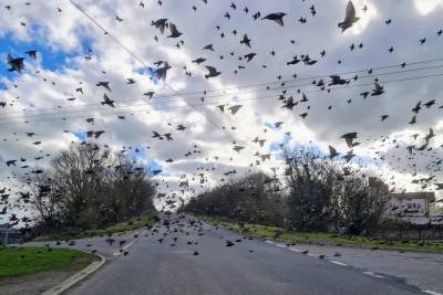 Creepy flock of birds blocks man’s car in Hitchcockian nightmare - nypost.com