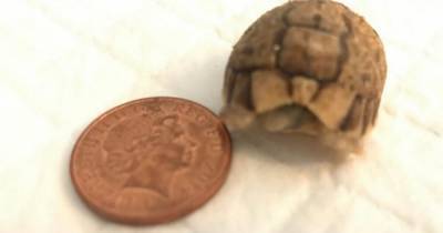 Rare tortoise born smaller than 2p coin is first to have hatched in Scotland - www.dailyrecord.co.uk - Scotland - Egypt - Libya