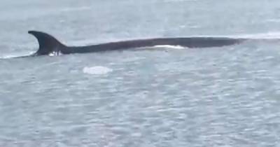 ‘Like a scene from JAWS’ Amazing footage captures rare whale in Firth of Forth - www.dailyrecord.co.uk - Scotland