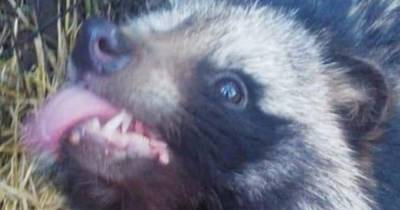 Rare Japanese raccoon dog stolen from house in Oldham - owners insist 'he's not a pet' and plead for his safe return - www.manchestereveningnews.co.uk - county Oldham - Japan