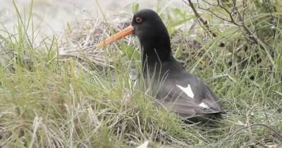 Oystercatchers set up nests at Carstairs state hospital in search of peace and tranquility - www.dailyrecord.co.uk - Scotland