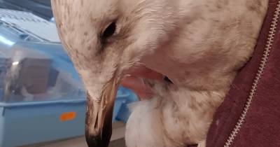 Seagull ‘bludgeoned’ to death with 6ft metal pole by Scots pensioner after bird ‘stole’ bread from swans - www.dailyrecord.co.uk - Scotland
