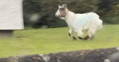 Viral Scots goat is finally returned to farm after rampaging around town - www.dailyrecord.co.uk - Scotland