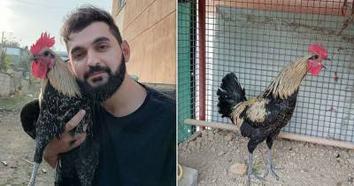 Owner of celebrity Turkish rooster is forced to cancel his world tour - www.msn.com - Turkey