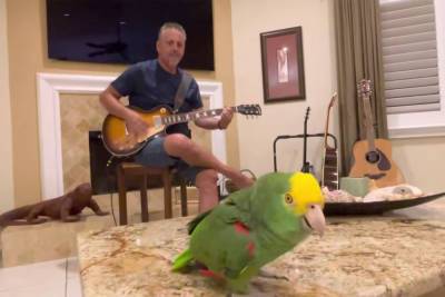 Parrot named Tico belts out classic rock hits like a total legend - nypost.com