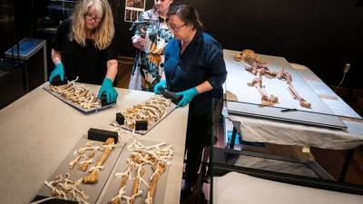 Skeletons of related Viking-era men to reunite for exhibit - abcnews.go.com - Denmark - city Copenhagen, Denmark