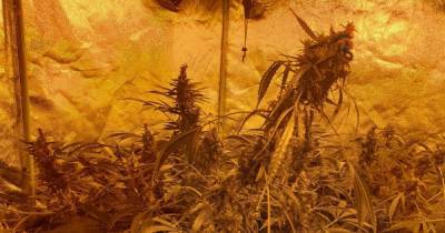 Man arrested after police raid large cannabis farm on 'densely populated' Bury estate - www.manchestereveningnews.co.uk