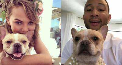 Chrissy Teigen mourns the death of beloved pooch Pippa; Remembers how she ‘never took s**t from ANY new dog’ - www.pinkvilla.com