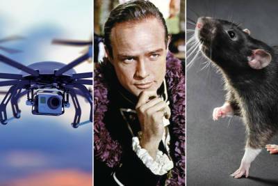 Drones set to battle 65,000 rats that took over Marlon Brando’s island - nypost.com - French Polynesia