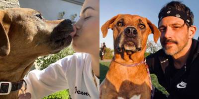 Jenna Dewan & Steve Kazee Mourn Death of Their Dog Violet - Read Their Emotional Posts - www.justjared.com