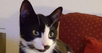 Family devastated as beloved cat poisoned in Scots village after five die from antifreeze - www.dailyrecord.co.uk - Scotland