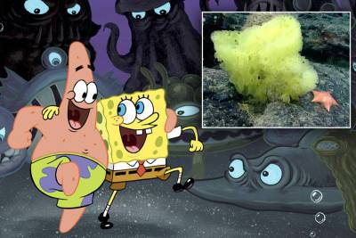 Real-life SpongeBob SquarePants and Patrick Star spotted in Atlantic - nypost.com - county Atlantic